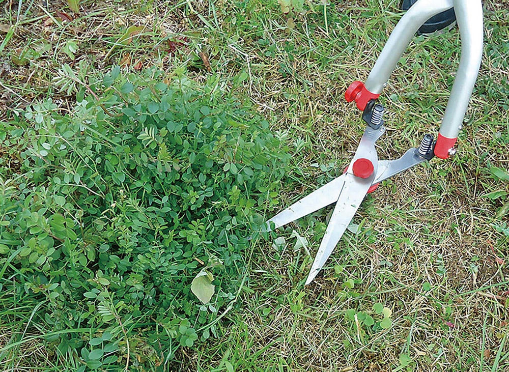 Lawn/weed cutting shears set